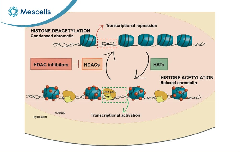 Epigenetics là gì-05