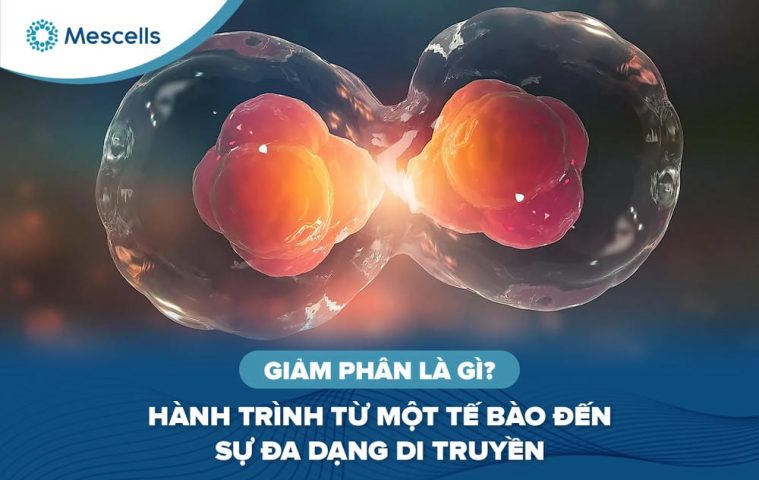 Giảm phân là gì-01