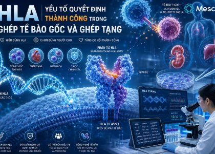 HLA là gì-01