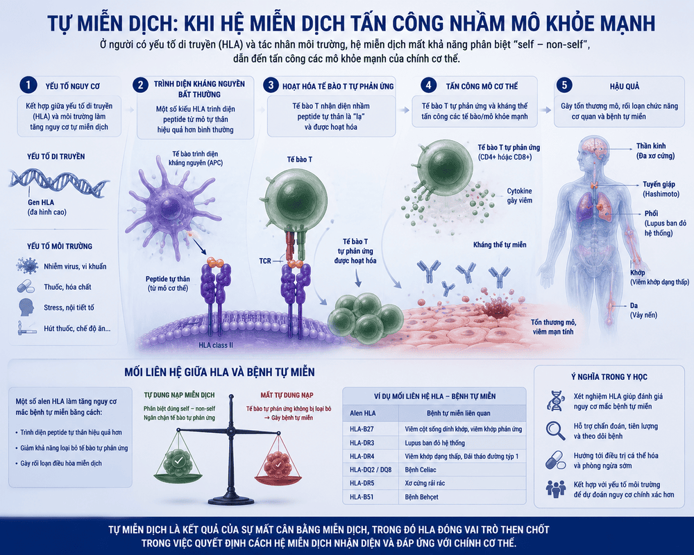 HLA và cơ chế trong bệnh tự miễn