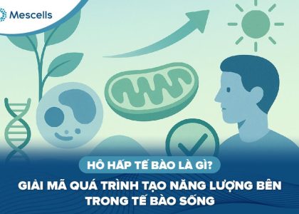 Hô hấp tế bào là gì-01