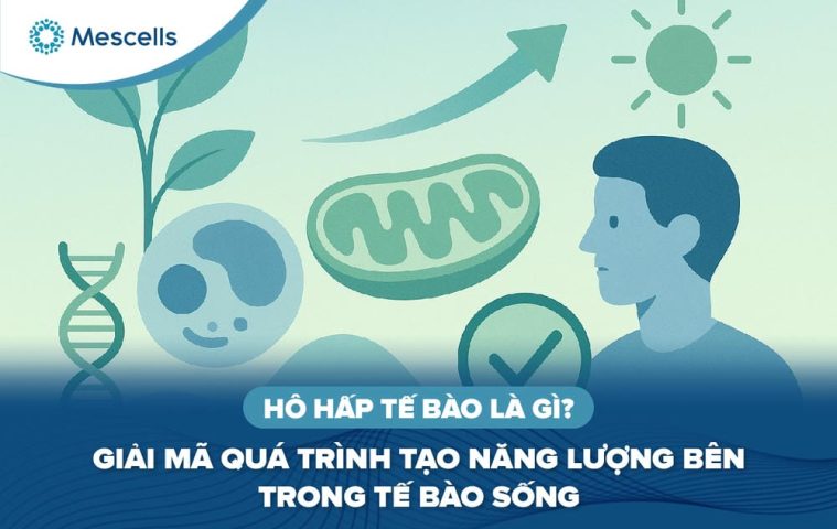 Hô hấp tế bào là gì-01
