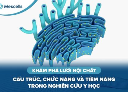 Khám phá lưới nội chất-01