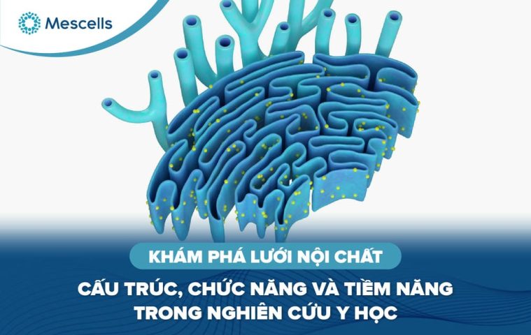 Khám phá lưới nội chất-01