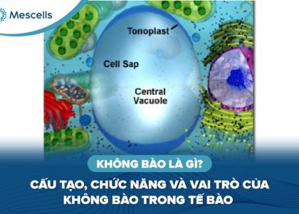 Không bào là gì-01