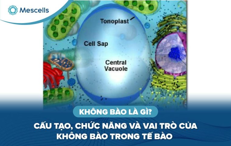 Không bào là gì-01