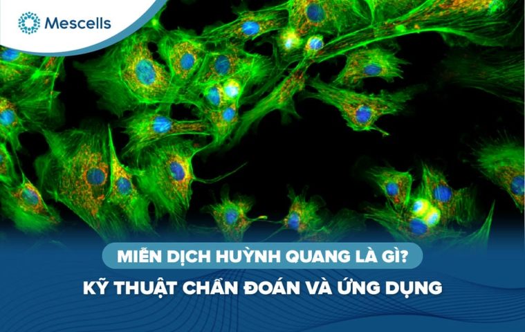 Miễn dịch huỳnh quang là gì-01