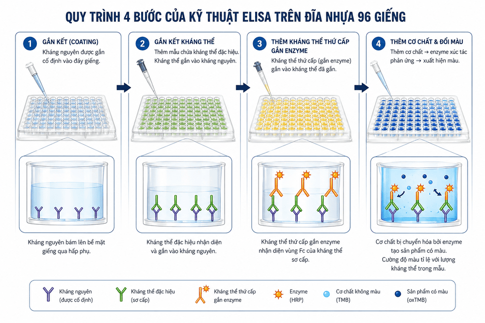 Quy trình 4 bước của kỹ thuật ELISA