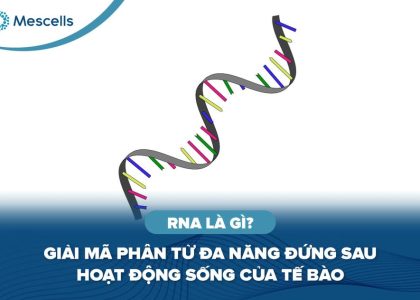 RNA là gì