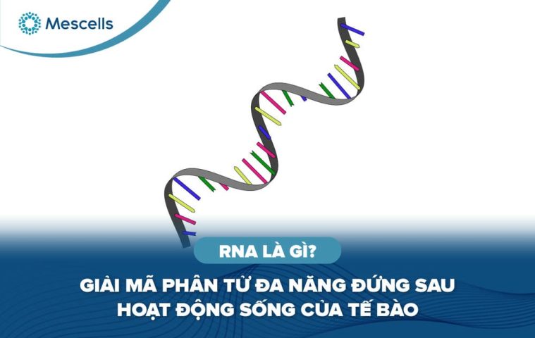 RNA là gì