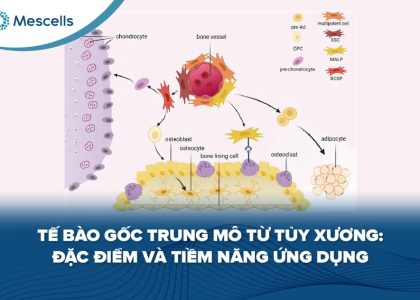 Tế bào gốc trung mô từ tủy xương-01