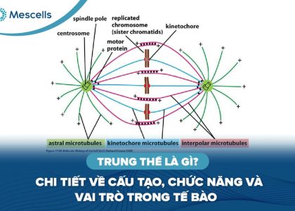 Trung thể là gì-01