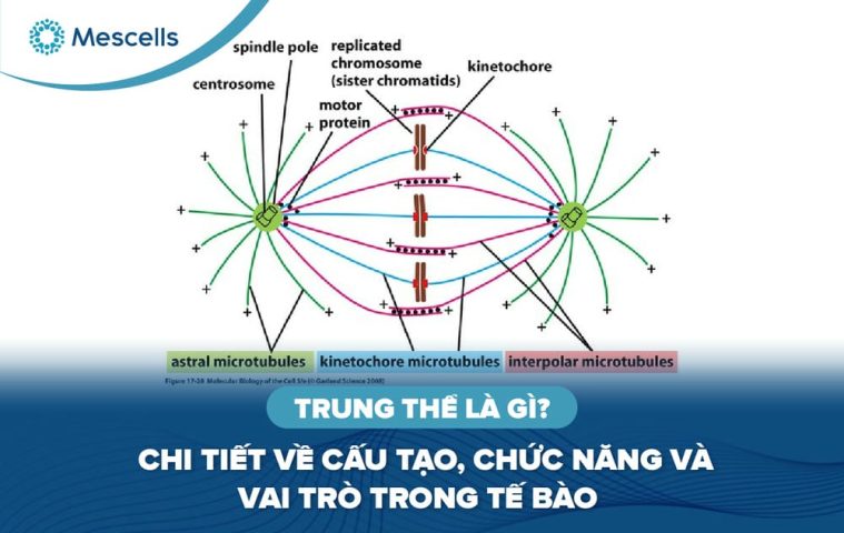 Trung thể là gì-01
