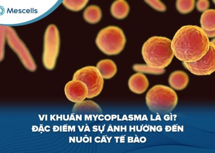 Vi khuẩn Mycoplasma là gì-01