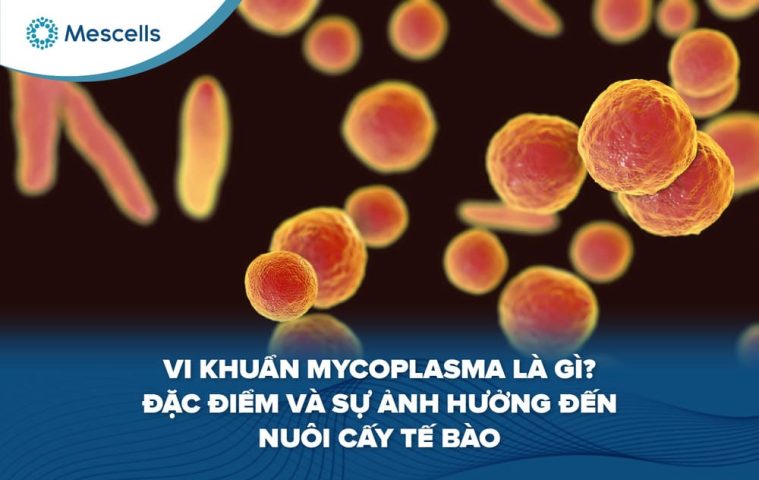 Vi khuẩn Mycoplasma là gì-01