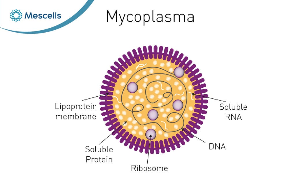 Vi khuẩn Mycoplasma là gì-02
