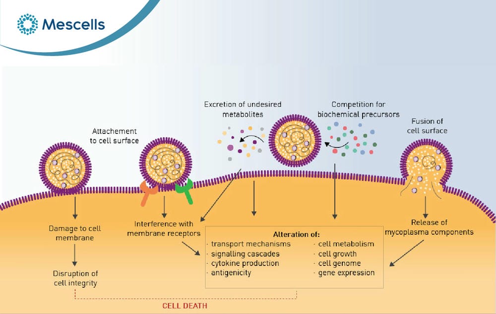 Vi khuẩn Mycoplasma là gì-05
