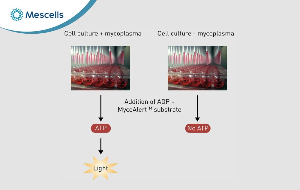 Vi khuẩn Mycoplasma là gì-06