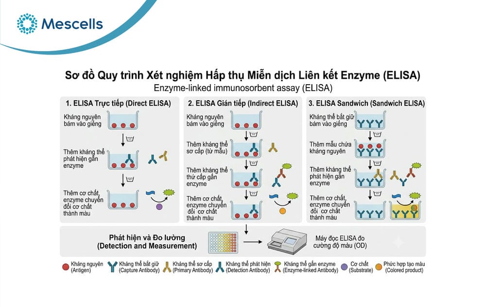Xét nghiệm miễn dịch và ứng dụng trong y học tái tạo-03