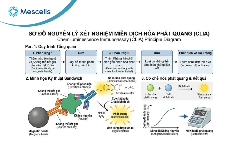 Xét nghiệm miễn dịch và ứng dụng trong y học tái tạo-04