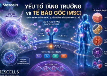 Yếu tố tăng trưởng growth factors-01