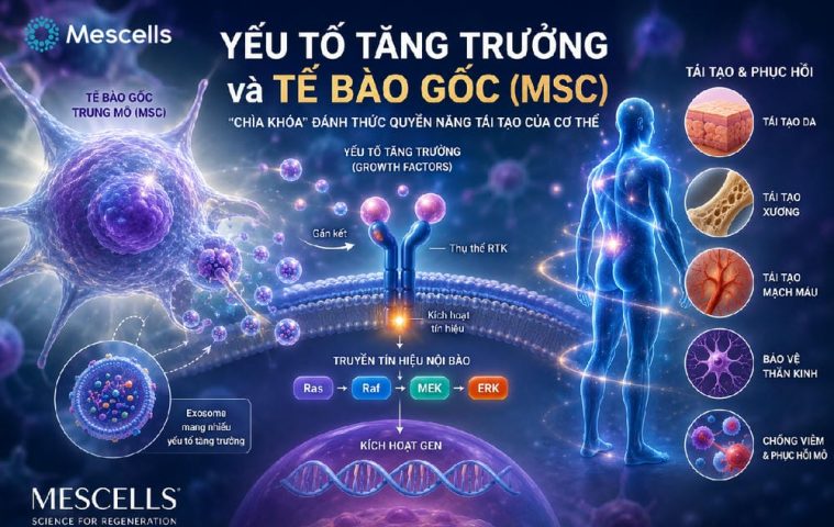 Yếu tố tăng trưởng growth factors-01