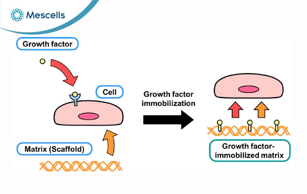 Yếu tố tăng trưởng growth factors-02