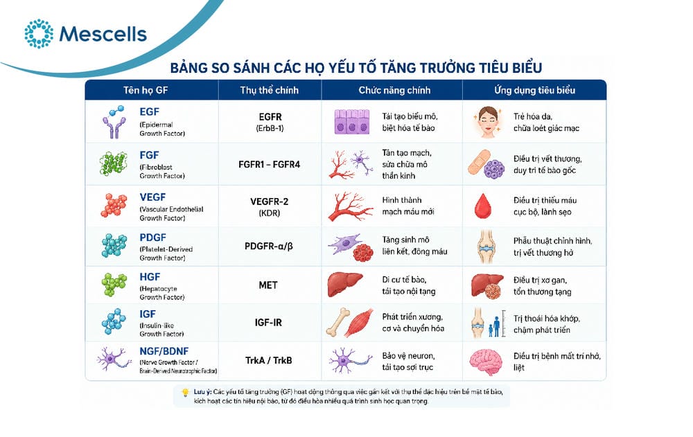 Yếu tố tăng trưởng growth factors-04