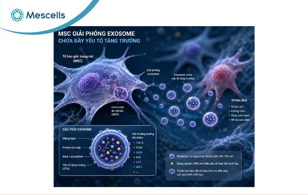 Yếu tố tăng trưởng growth factors-05