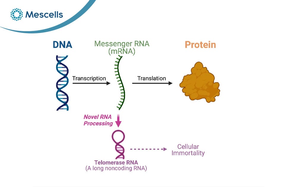 mRNA là gì-04