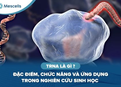 rRNA là gì-01