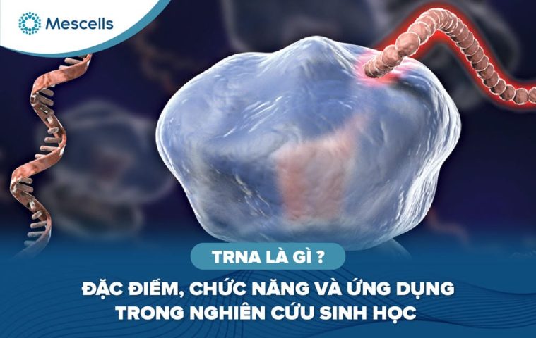 rRNA là gì-01