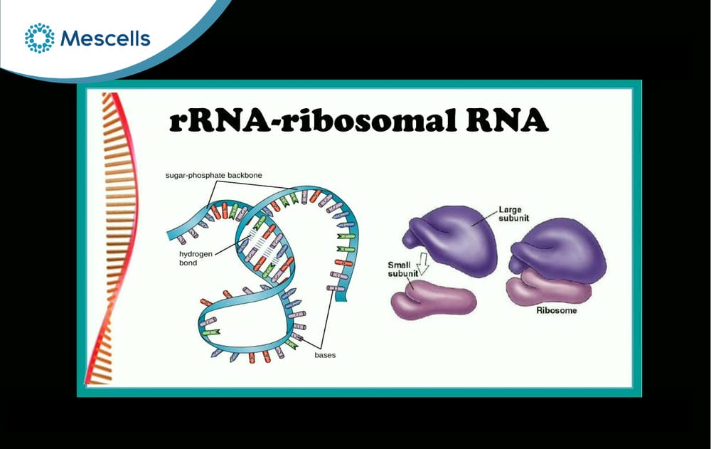 rRNA là gì-02