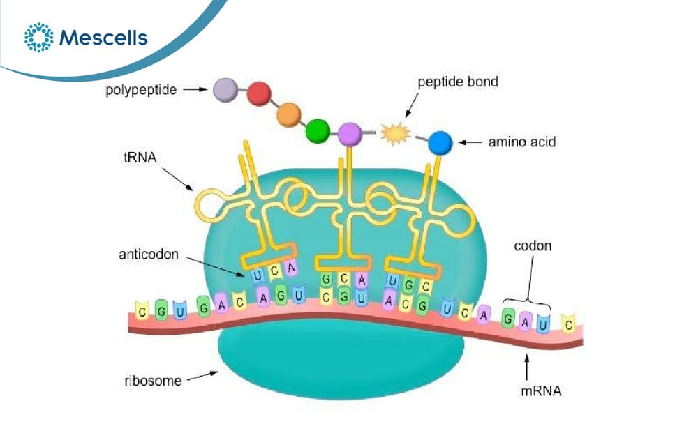 tRNA là gì-02