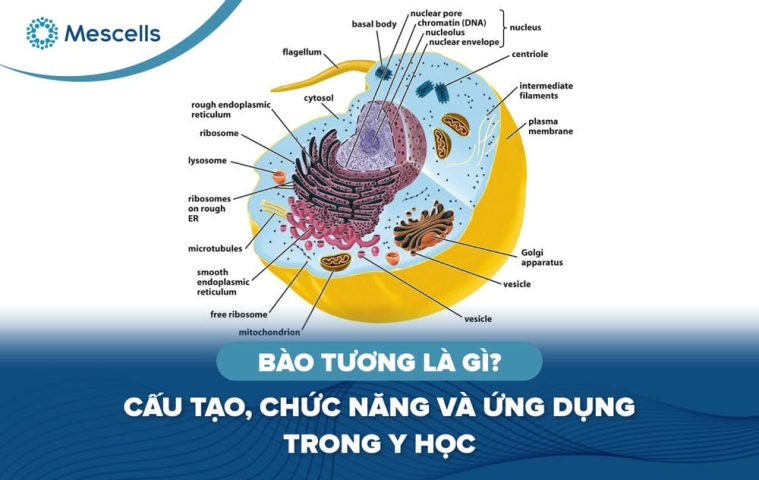 Bào tương là gì-01