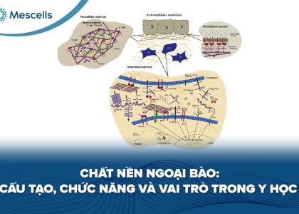 Chất nền ngoại bào-01
