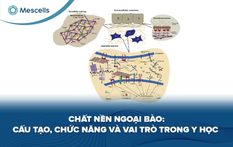Chất nền ngoại bào-01