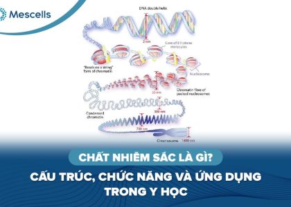 Chất nhiễm sắc là gì-01