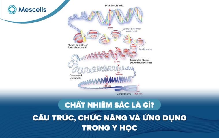 Chất nhiễm sắc là gì-01