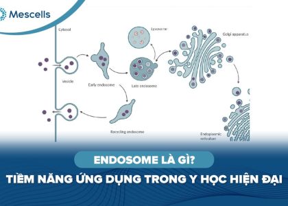 Endosome là gì-01