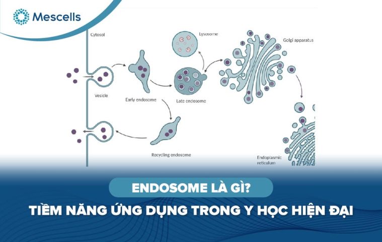 Endosome là gì-01
