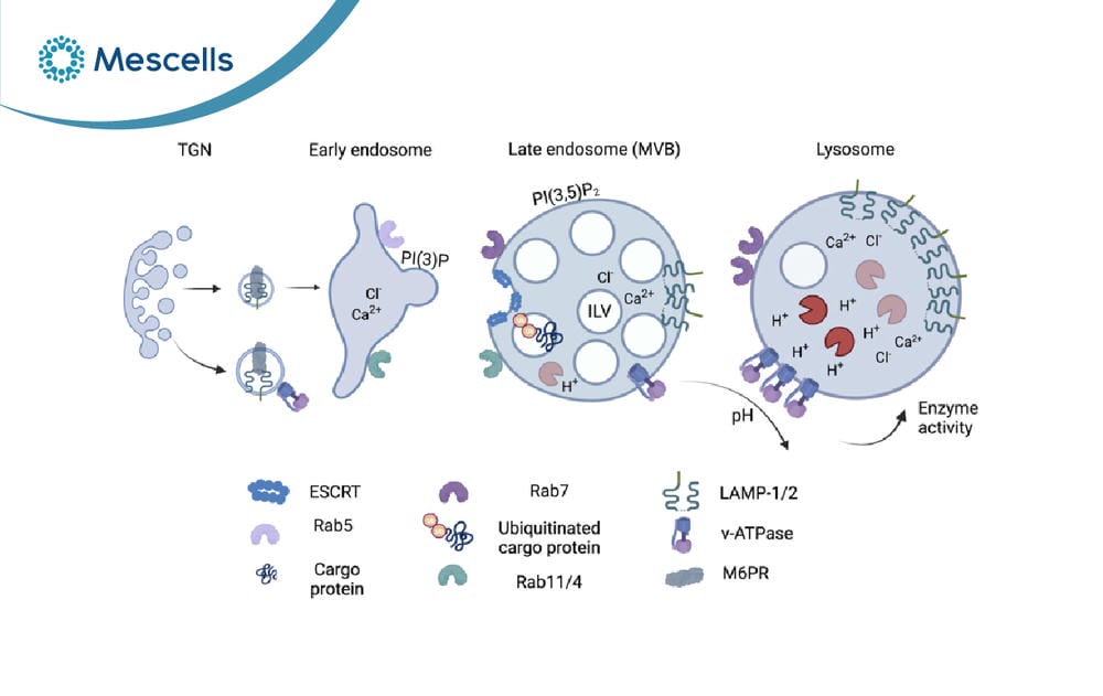 Endosome là gì-02