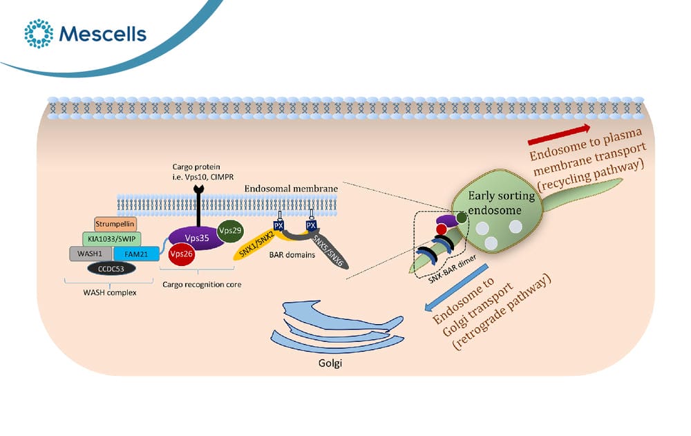 Endosome là gì-04
