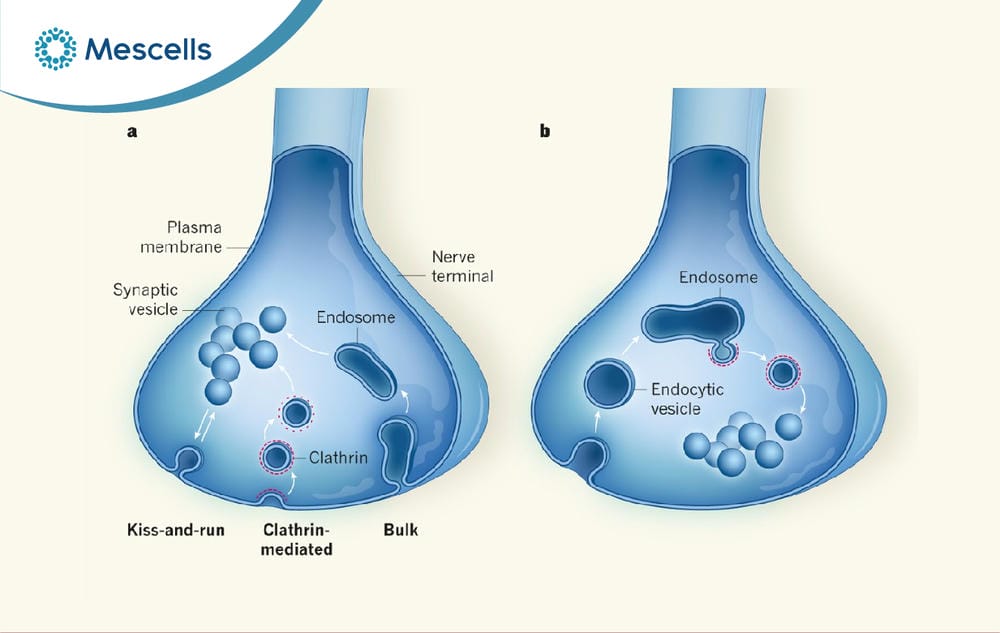 Endosome là gì-05