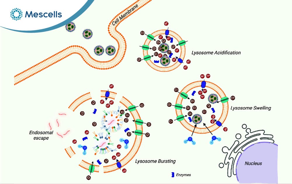 Endosome là gì-08