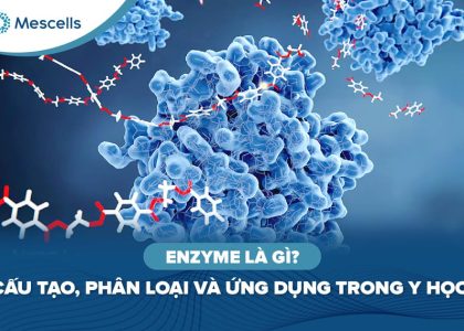 Enzyme là gì-01