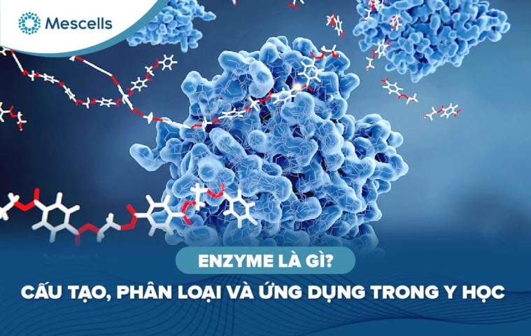 Enzyme là gì-01