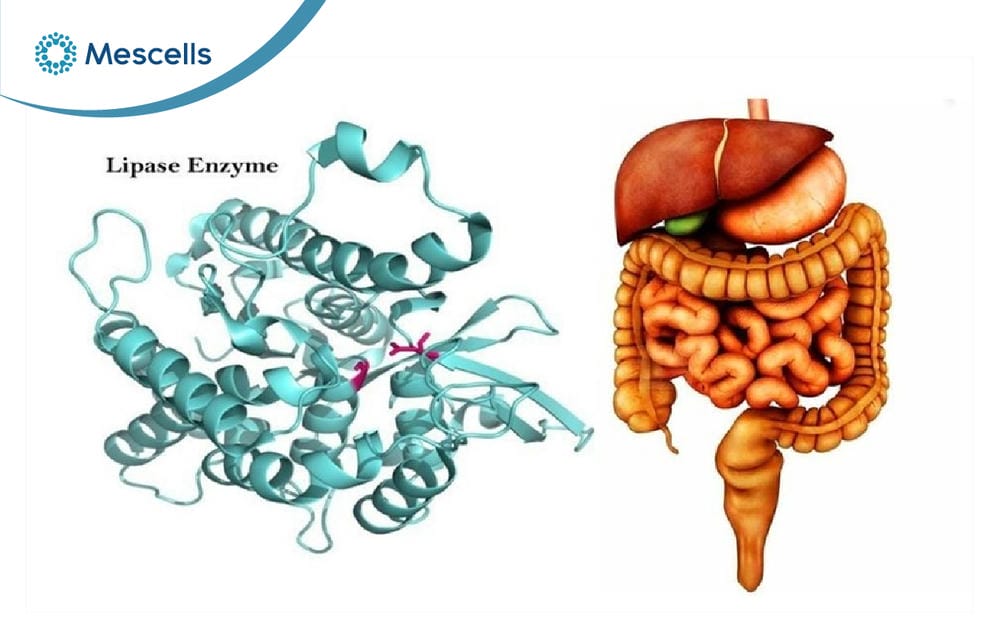 Enzyme là gì-02