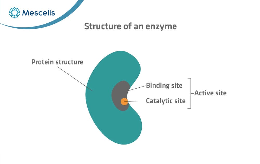 Enzyme là gì-03