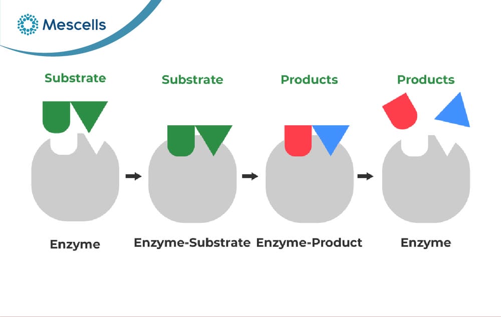 Enzyme là gì-05